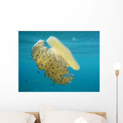 Jelly Fish Greece Wall Mural shown on a wall