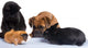 Dog Cat Rabbit Guinea