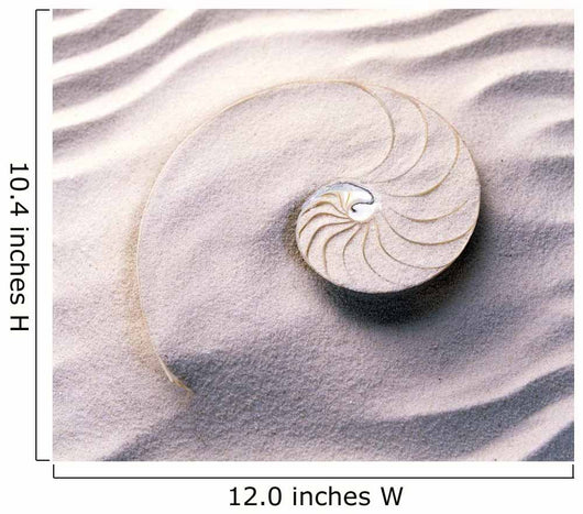 Mollusk Cross Section