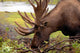 Moose in Alaska Wall Mural