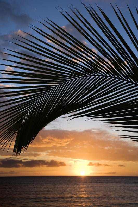 sunset framed by palm, maui, hawaii. Wall Mural