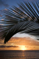 sunset framed by palm, maui, hawaii. Wall Mural