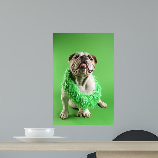 English Bulldog Wearing Lei Wall Decal