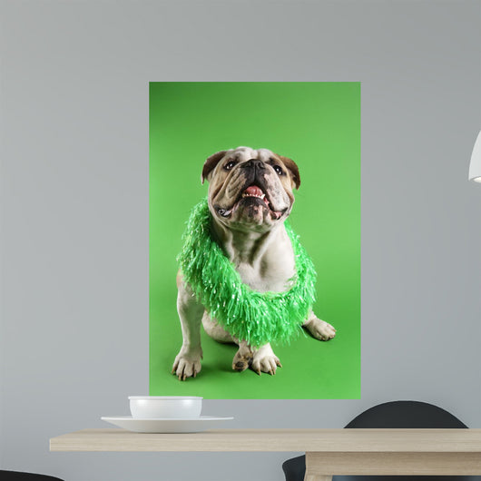 English Bulldog Wearing Lei Wall Decal