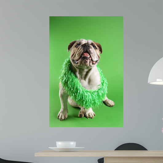 English Bulldog Wearing Lei Wall Decal