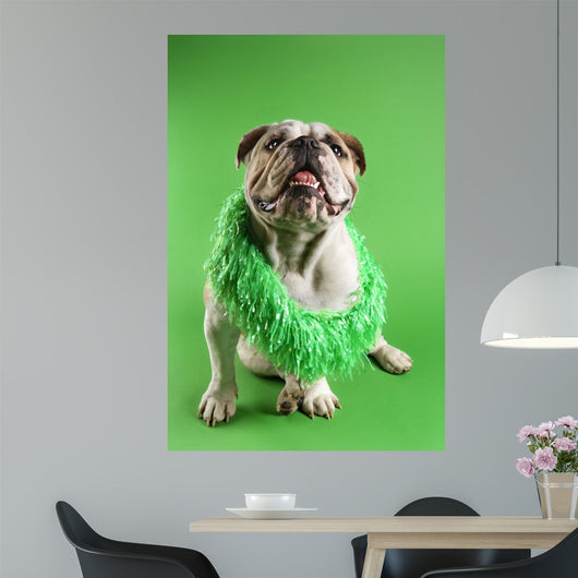 English Bulldog Wearing Lei Wall Decal