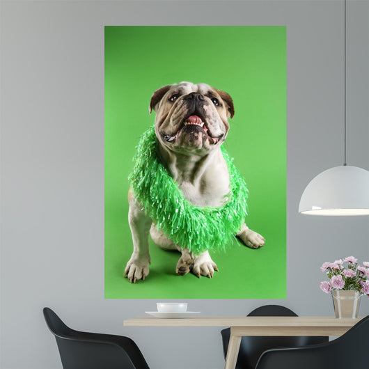 English Bulldog Wearing Lei Wall Decal