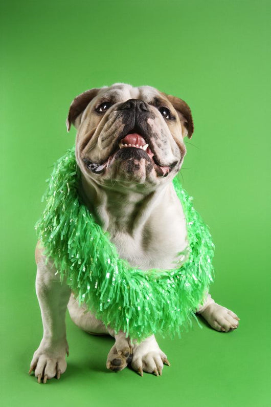 English Bulldog Wearing Lei Wall Decal