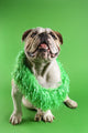 English Bulldog Wearing Lei Wall Decal