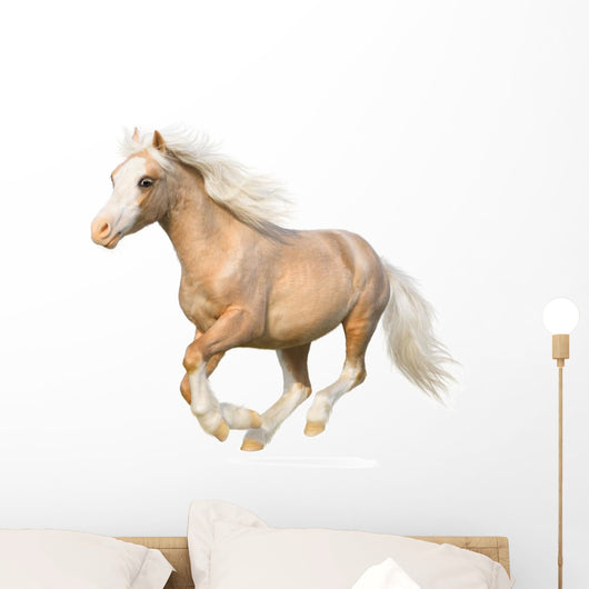 Welsh Pony Gallops