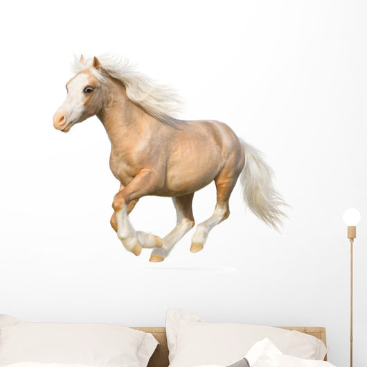 Welsh Pony Gallops