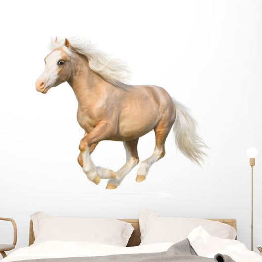 Welsh Pony Gallops