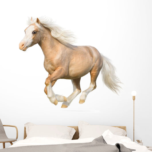 Welsh Pony Gallops