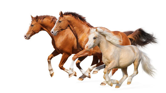 Three Horses Gallop Wall Decal