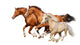 Three Horses Gallop Wall Decal