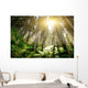 Mystic Forrest with Rising