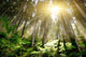 Mystic Forrest with Rising