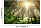 Mystic Forrest with Rising