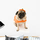 Pug Orange Costume Wall Mural