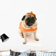 Pug Orange Costume Wall Mural
