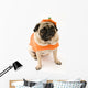Pug Orange Costume Wall Mural