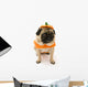 Pug Pumpkin Costume