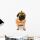 Pug Pumpkin Costume