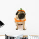 Pug Pumpkin Costume