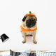 Pug Pumpkin Costume
