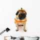 Pug Pumpkin Costume
