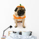 Pug Pumpkin Costume