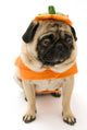 Pug Pumpkin Costume