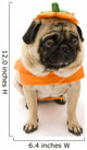 Pug Pumpkin Costume