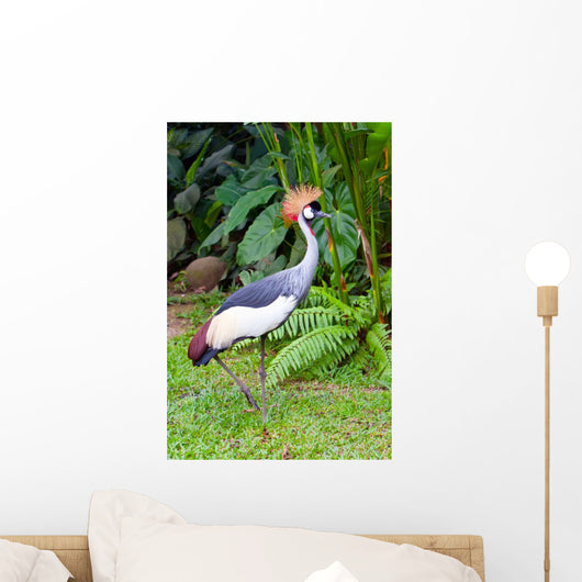 Southern Crowned Grey Crane Wall Mural