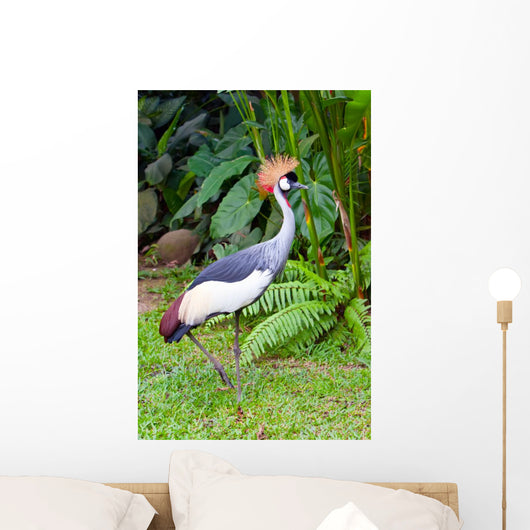 Southern Crowned Grey Crane Wall Mural
