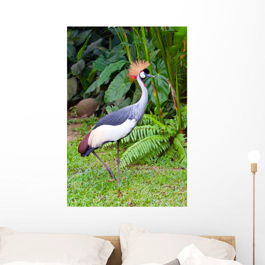 Southern Crowned Grey Crane Wall Mural