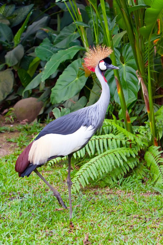 Southern Crowned Grey Crane Wall Mural