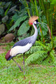 Southern Crowned Grey Crane Wall Mural