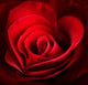 Valentine Red Rose. Heart shaped Wall Mural