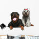 Rottweiler and gray, mongrel dog relax Wall Decal