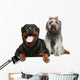 Rottweiler and gray, mongrel dog relax Wall Decal