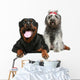 Rottweiler and gray, mongrel dog relax Wall Decal