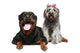 Rottweiler and gray, mongrel dog relax Wall Decal