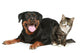 Rottweiler and cat lies on a white background Wall Decal