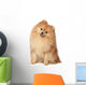 Ridiculous spitz-dog sits on a white background Wall Decal
