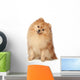 Ridiculous spitz-dog sits on a white background Wall Decal
