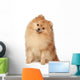 Ridiculous spitz-dog sits on a white background Wall Decal