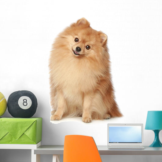 Ridiculous spitz-dog sits on a white background Wall Decal