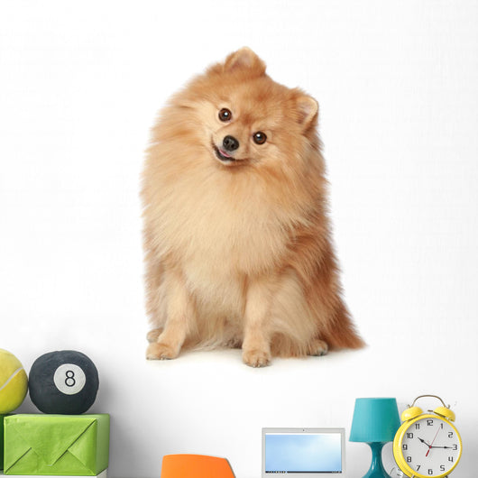 Ridiculous spitz-dog sits on a white background Wall Decal