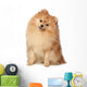 Ridiculous spitz-dog sits on a white background Wall Decal